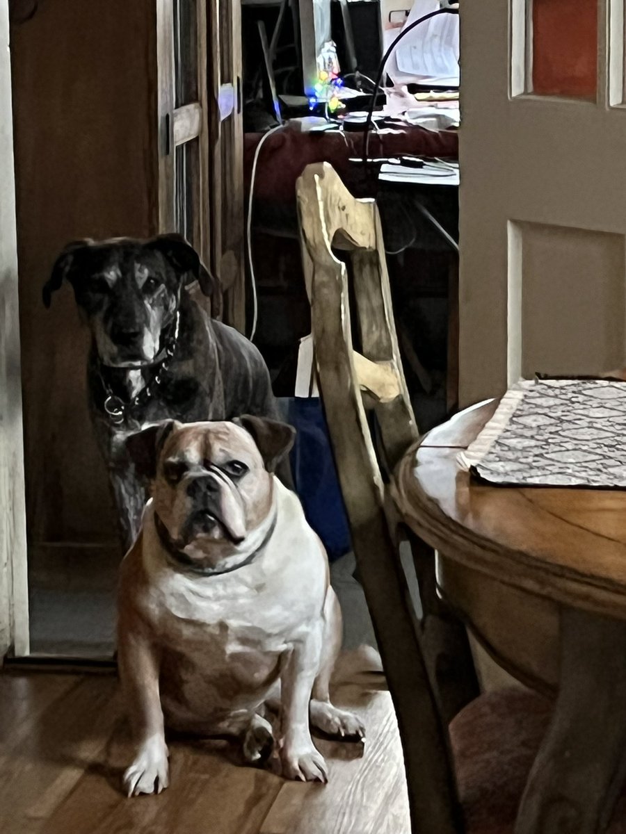 Leesey67's tweet photo. @MorningEdition Kiszka and Stimpy staring me down. https://t.co/f8VSjiQr8W