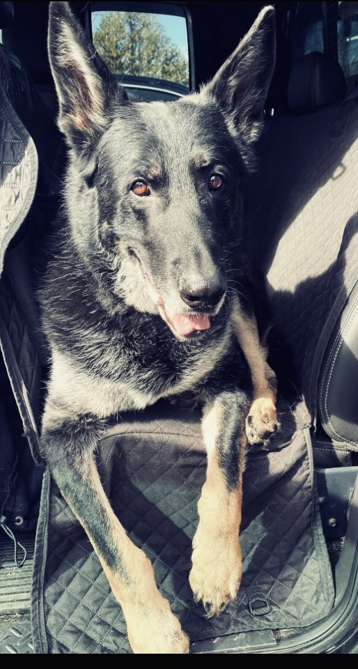 Happy 13th birthday to retired K9 Havoc!