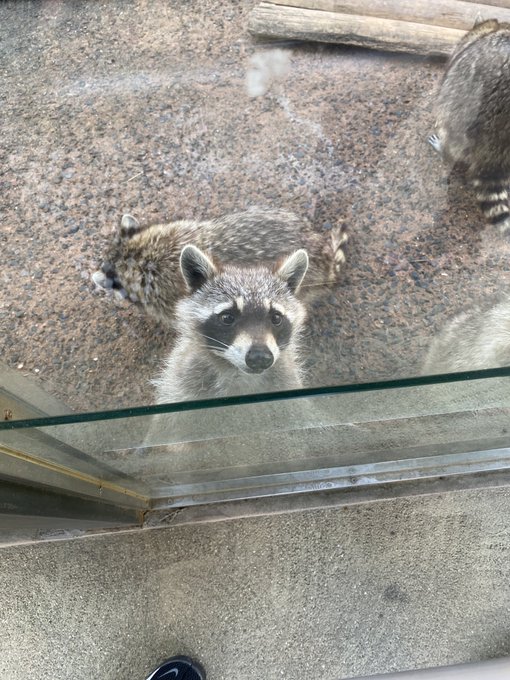 アライグマのtwitterイラスト検索結果