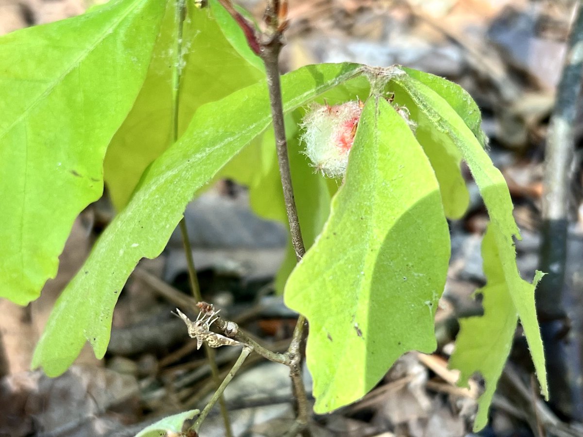 lara_berkley's tweet photo. weird cool things in the woods this #satmorning ! some kind of woolly gall on oak sapling, and an especially luscious gall on horsesugar (symplocos tinctoria) 😜👍💚 https://t.co/J376Dr98aA