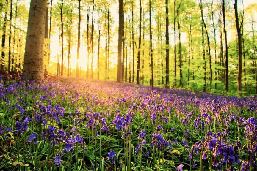 ThePacketInn's tweet image. A good old stomp around the Godolphin Estate is the perfect way to blow away the cobwebs before refuelling with a cosy lunch here at The Packet... The bluebells can be incredible! 

#exploringcornwall #godolphin #nationaltrust #springincornwall #bluebellwoods #daysoutincornwall