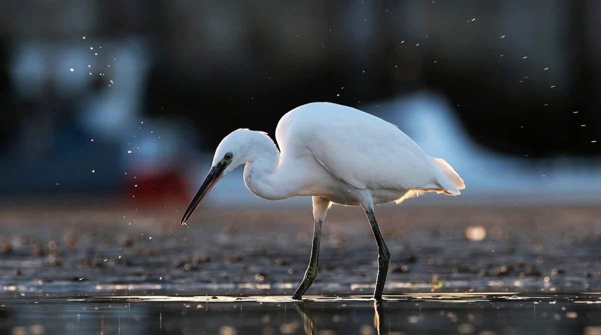 kentcollegeuk's tweet photo. This beautiful photograph was taken by KC student Hunter. Not only is the photograph proudly displayed in our foyer, it has featured in the Margate Mercury and recently won the East Kent Coast Photography Competition, 12-18 catergory! #kentcollegecanterbury #birdwiseek https://t.co/8m9IUDLAXU
