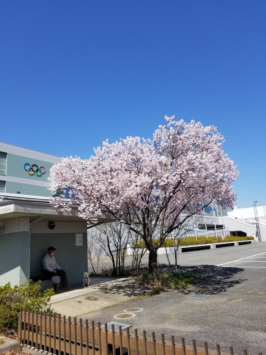 mirimaya's tweet photo. 今日のビッグハット。お天気も良く早咲きの桜が満開できれいでした🌸#doyokorenbs https://t.co/R4My2qbEqo