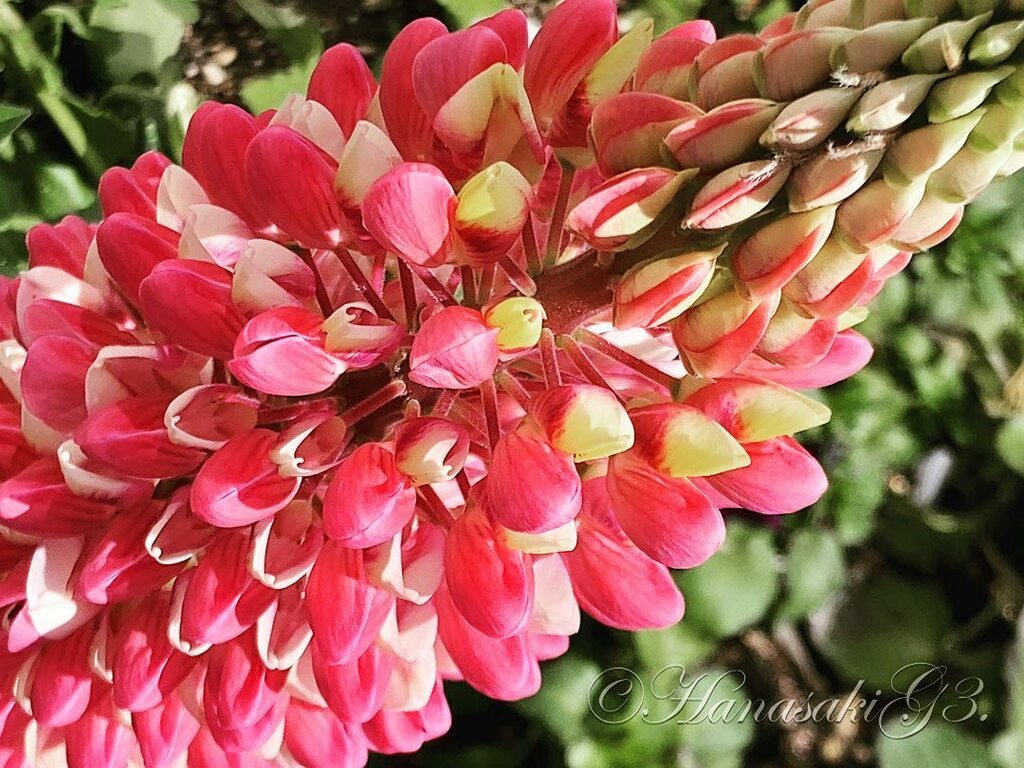 ハウチワマメ属 Twitter Search Twitter