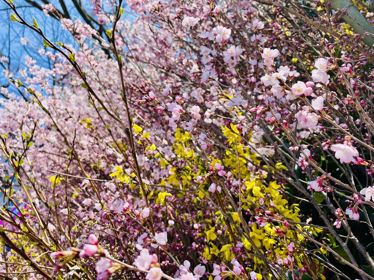 AI_Flower_Shop's tweet photo. 綺麗な花たち❁⃘*.ﾟ 春ですね。 https://t.co/tsbFLvq5j8