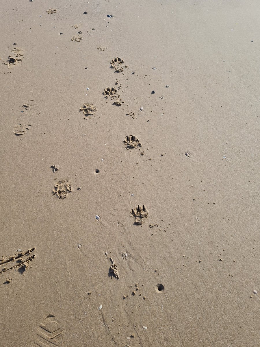 Crosby is a bit cold so my  Dads got a coffee from <a href="/CoffeeHonest/">Honest Coffee</a> Bbbrrrrrr <a href="/ScouseB/">Stan K. Sandland-Owens</a> <a href="/scouseleder/">Martin Sandland-Owens</a> <a href="/DT_Merseyside/">Dogs Trust Merseyside</a> #dogsoftwitter #dogs