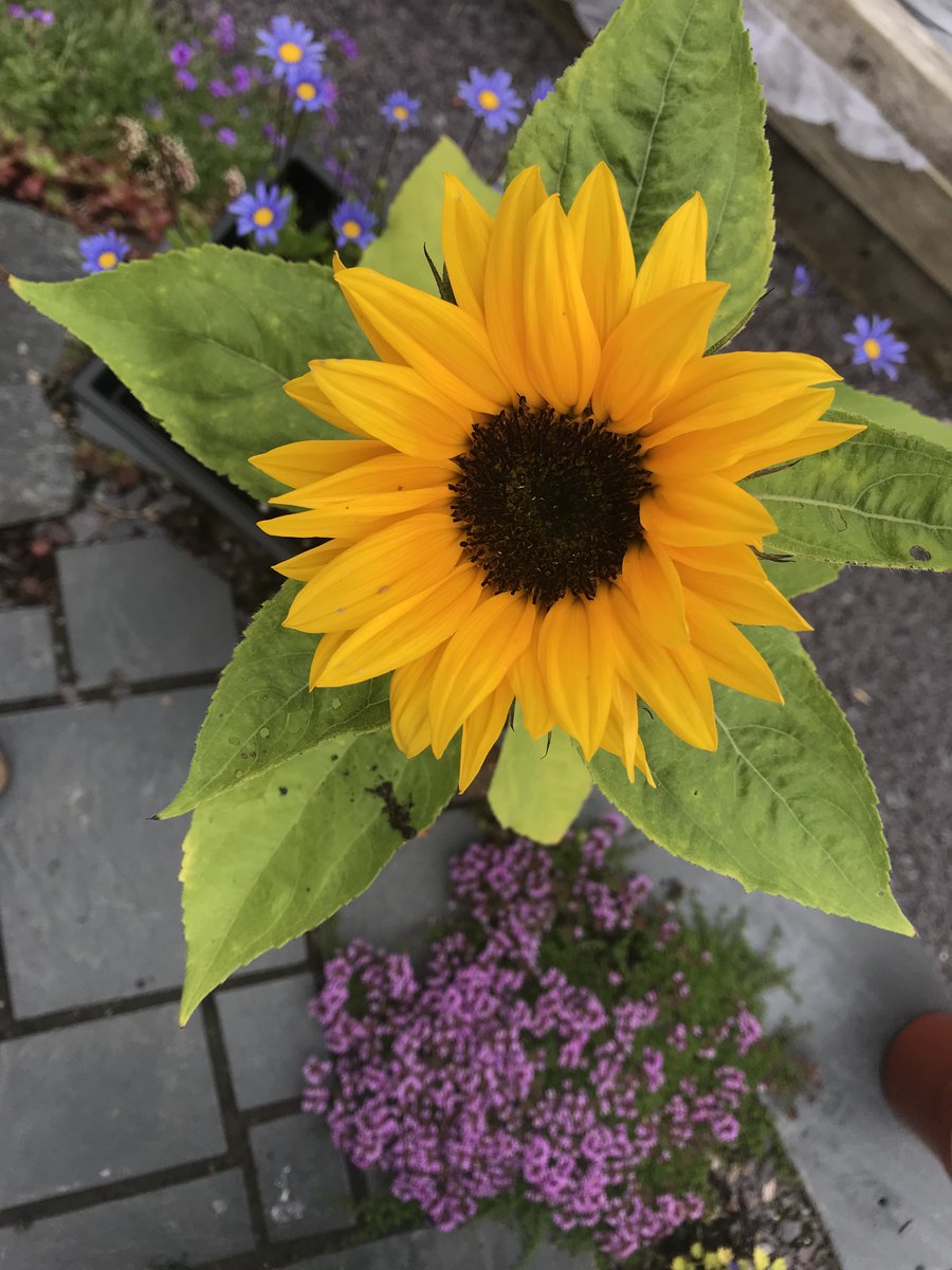 "Rhai wedi eu tynghedu i fod yn wlyb..."
🌻
Y blog yn 10 oed heddiw!
Dwn 'im faint o bobl sy'n darllen blogs erbyn hyn, ond ta waeth, mae yna 251 o erthyglau ar y we am byth, yn mwydro am arddio a'r amgylchedd a cherdded a bywyd gwyllt.
arasgwrnygraig.blogspot.com/2012/04/haul-l…
#yagym