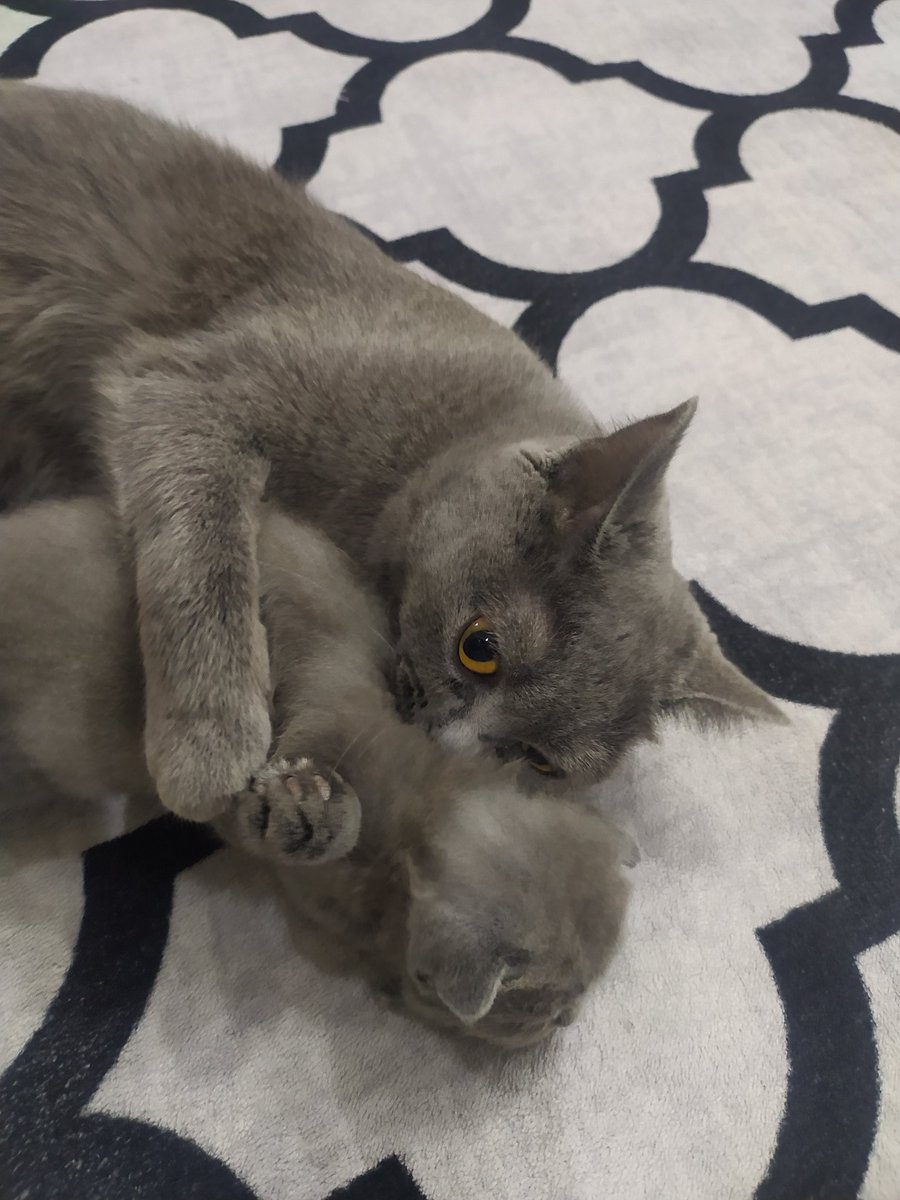 Anne olmak koşulsuz sevgi koruma merhamet dir her dilde her canlıda
#anne #kedi #Scottish #nazli