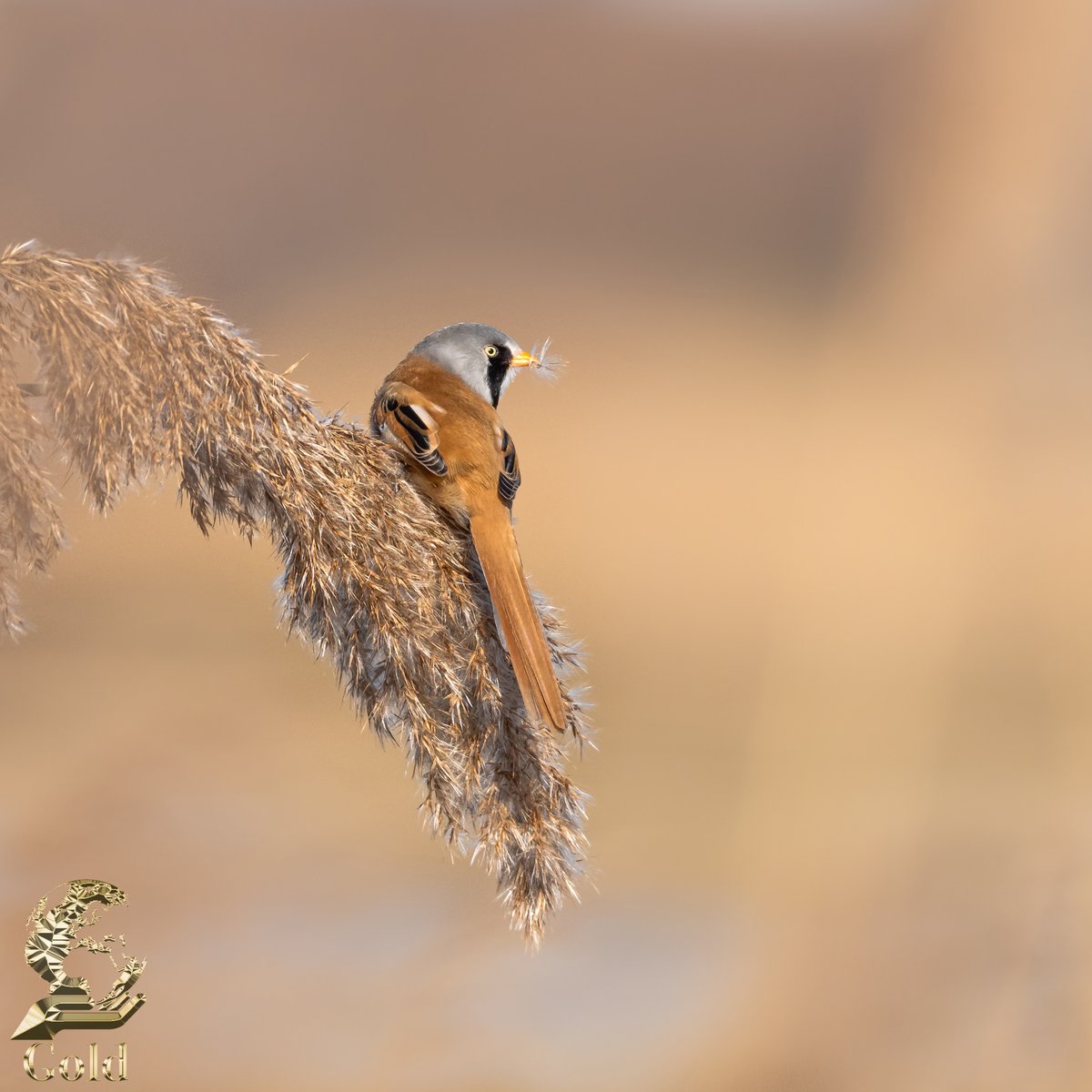 January Gold award <a href="/karenebangs/">Karen Bangs Photography</a> @Benro_UK <a href="/WildlifeMag/">BBC Wildlife</a> <a href="/UKNikon/">Nikon UK & Ireland</a> #BBCWildlifePOTD @natgeowild <a href="/iNatureUK/">iNatureUK</a> <a href="/Wildphoto4all/">Wildlife Photography for all</a>