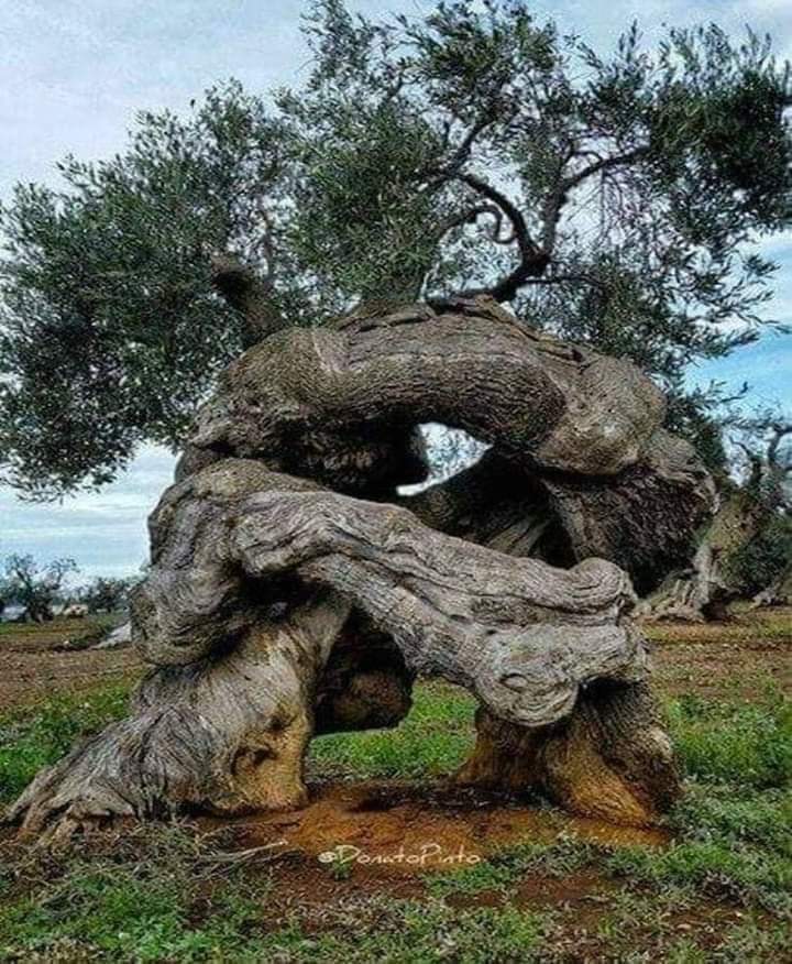 #ZeytinimeDokunmayın