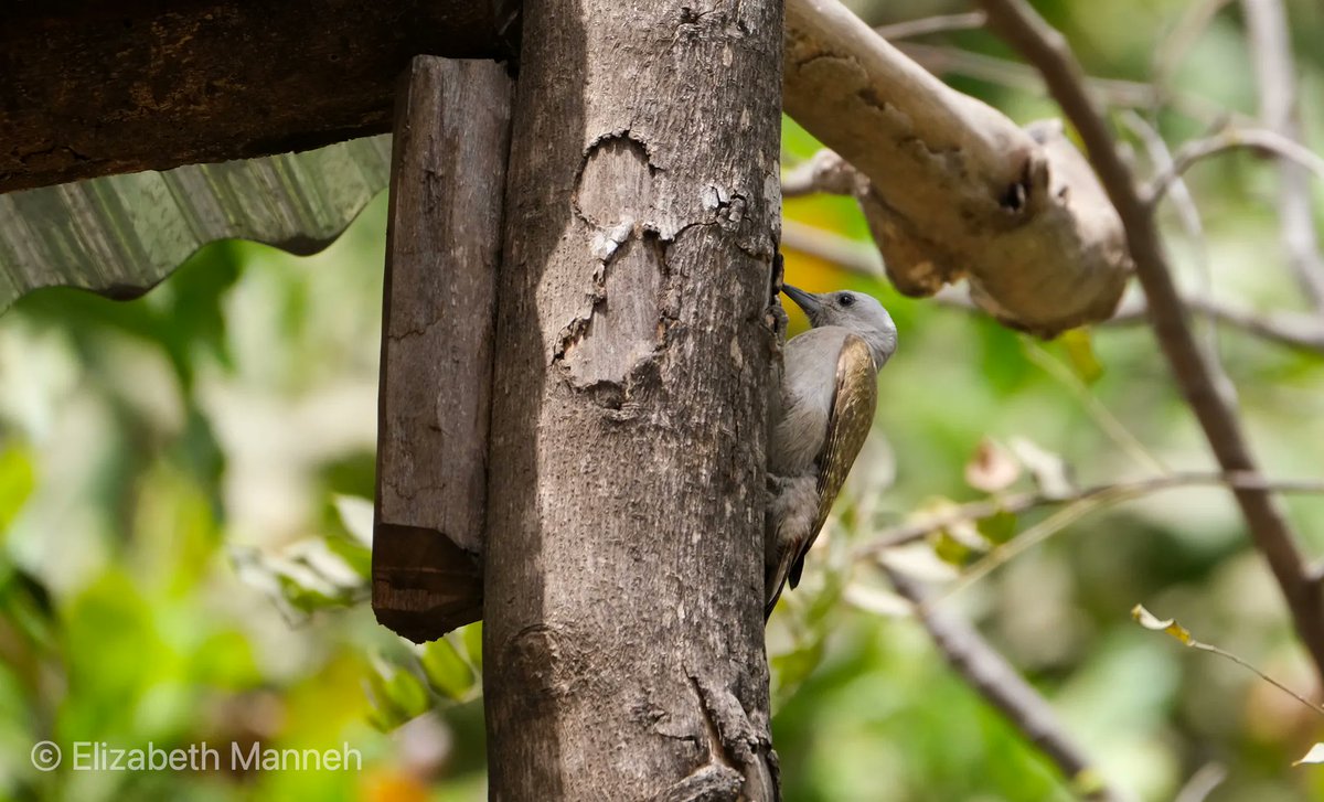BalabaCamp's tweet photo. A while ago, Lamin and his son Dodou built a fabulous two-storey platform where we can sit and survey the birds from among the trees. We were delighted when a pair of Grey Woodpeckers came to check it out. #Gambia #gambiabirds #Birds https://t.co/ofu9nKndXm