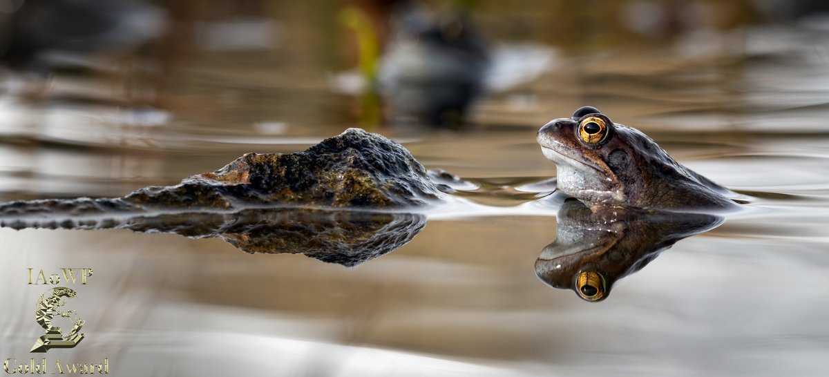 January Gold award <a href="/andyharris_62/">Andy Harris</a> @Benro_UK <a href="/WildlifeMag/">BBC Wildlife</a> <a href="/UKNikon/">Nikon UK & Ireland</a> #BBCWildlifePOTD @natgeowild <a href="/iNatureUK/">iNatureUK</a> <a href="/Wildphoto4all/">Wildlife Photography for all</a>