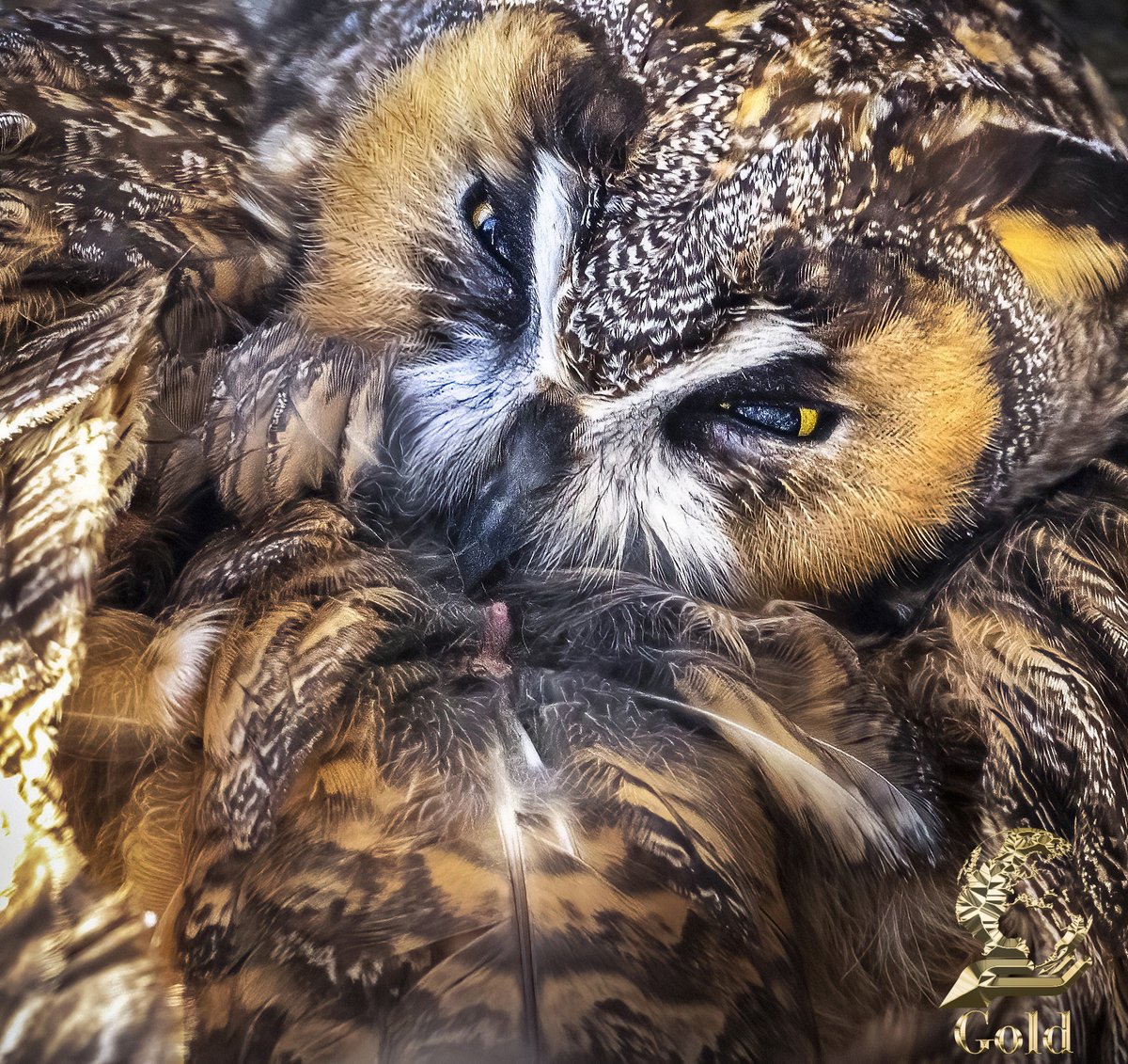 January Gold @Benro_UK <a href="/WildlifeMag/">BBC Wildlife</a> <a href="/UKNikon/">Nikon UK & Ireland</a> #BBCWildlifePOTD @natgeowild <a href="/iNatureUK/">iNatureUK</a> <a href="/Wildphoto4all/">Wildlife Photography for all</a>