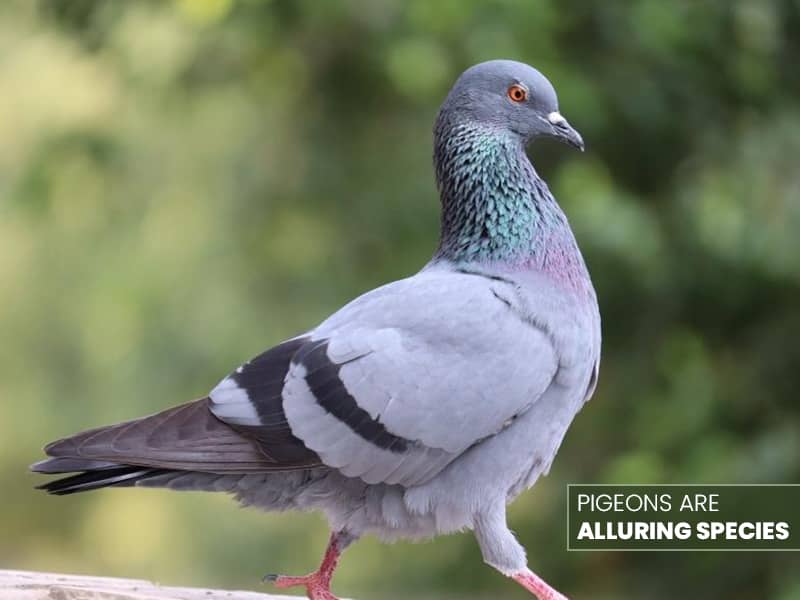 birds_advice's tweet photo. Why do people keep pigeons? Most birders pet pigeons as these birds are comparatively more reasonable than other pets. 

Full blog here: https://t.co/FzNfuWibIX

#PeoplekeepPigeons #Pigeons #Birdsadvice https://t.co/X3KedmxqNV