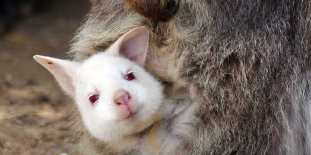 Riccione, raro cucciolo di wallaby albino nato nel Parco Oltremare  #Riccione #Oltremare #wallaby tgcom24.mediaset.it/animali/foto/r…