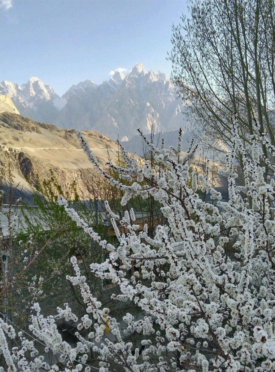 Apricot blossom in front of passu cones.