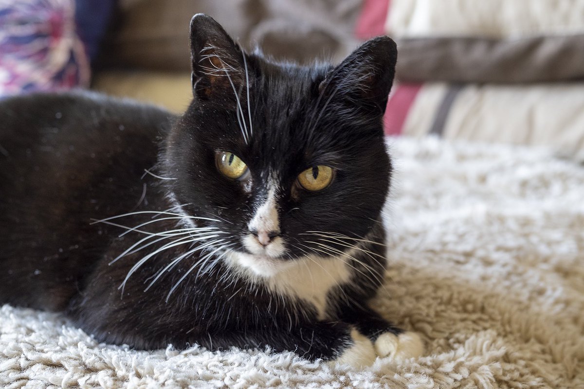 JoPlumridge's tweet photo. Awful news. My lovely ex foster cat Whiskers has gone missing from her new home. If I have any followers in #Haddenham in #Buckinghamshire please can they keep an eye out. Everyone is very upset. https://t.co/hLswIup368