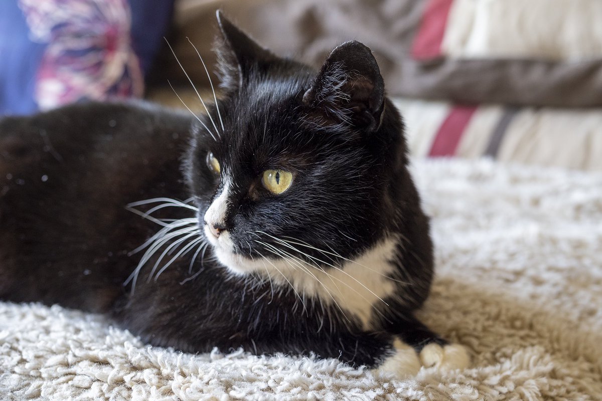 JoPlumridge's tweet photo. Awful news. My lovely ex foster cat Whiskers has gone missing from her new home. If I have any followers in #Haddenham in #Buckinghamshire please can they keep an eye out. Everyone is very upset. https://t.co/hLswIup368