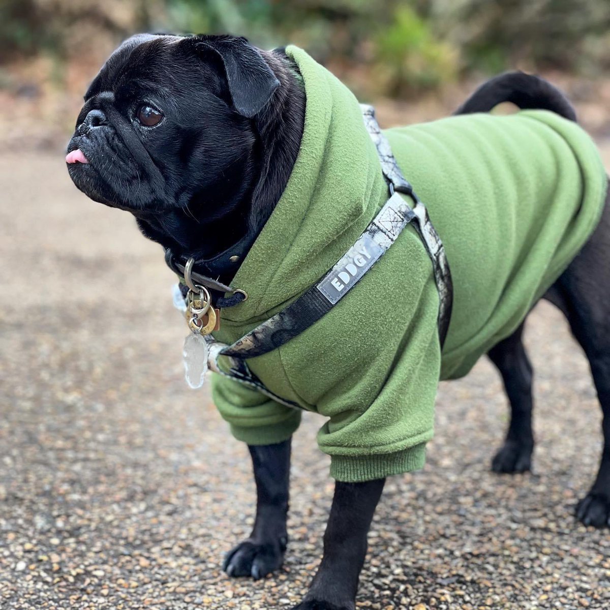 AlbertThePug's tweet photo. Weekend adventure awaits 🐾 #itstheweekend #happysaturday #weekendadventures https://t.co/WxGZiFWLvE