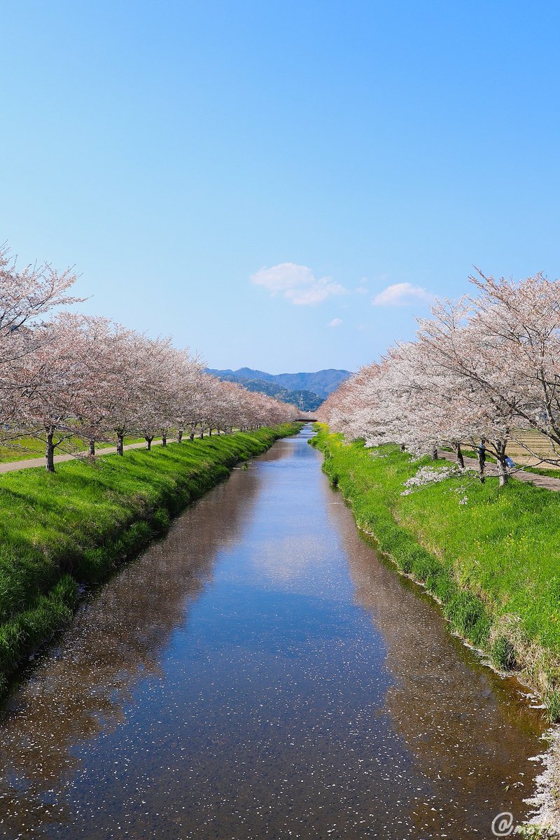 motonoshymiaka's tweet photo. 最後の見せ場

皆さま、こんにちは

#鳥羽川サイクリングロード
#山県市
#カメラ好きな人と繋がりたい 
#写真好きな人と繋がりたい https://t.co/KiAH5Sajzk