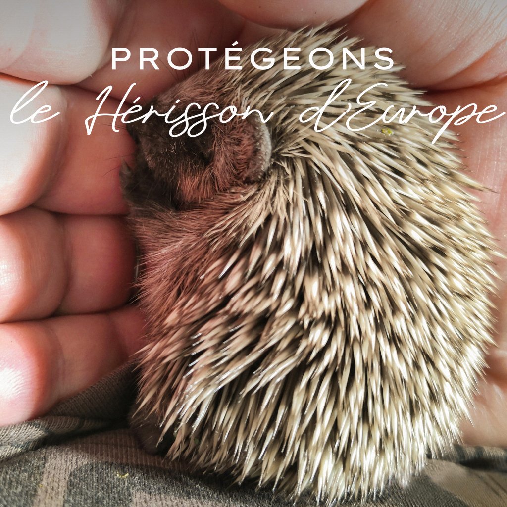 ErinaceusFrance's tweet photo. Rien à rajouter. https://t.co/0tyYXldsGc