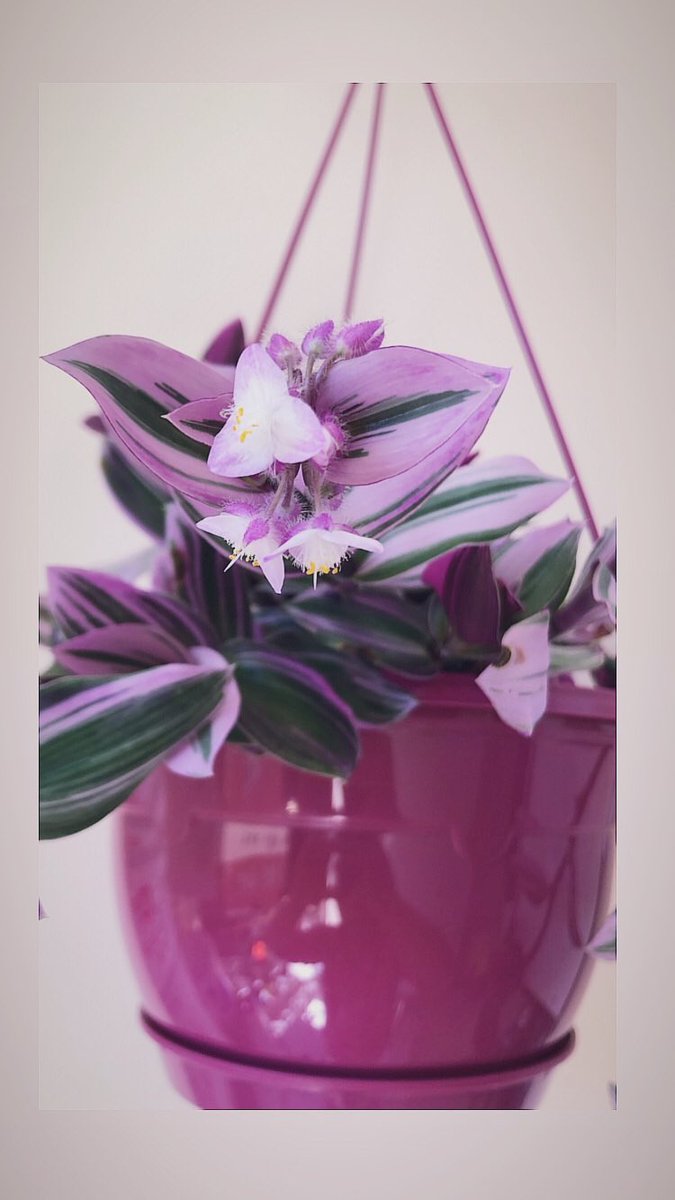 Telgraf çiçeğim, yaz için sabırsız. 🌸