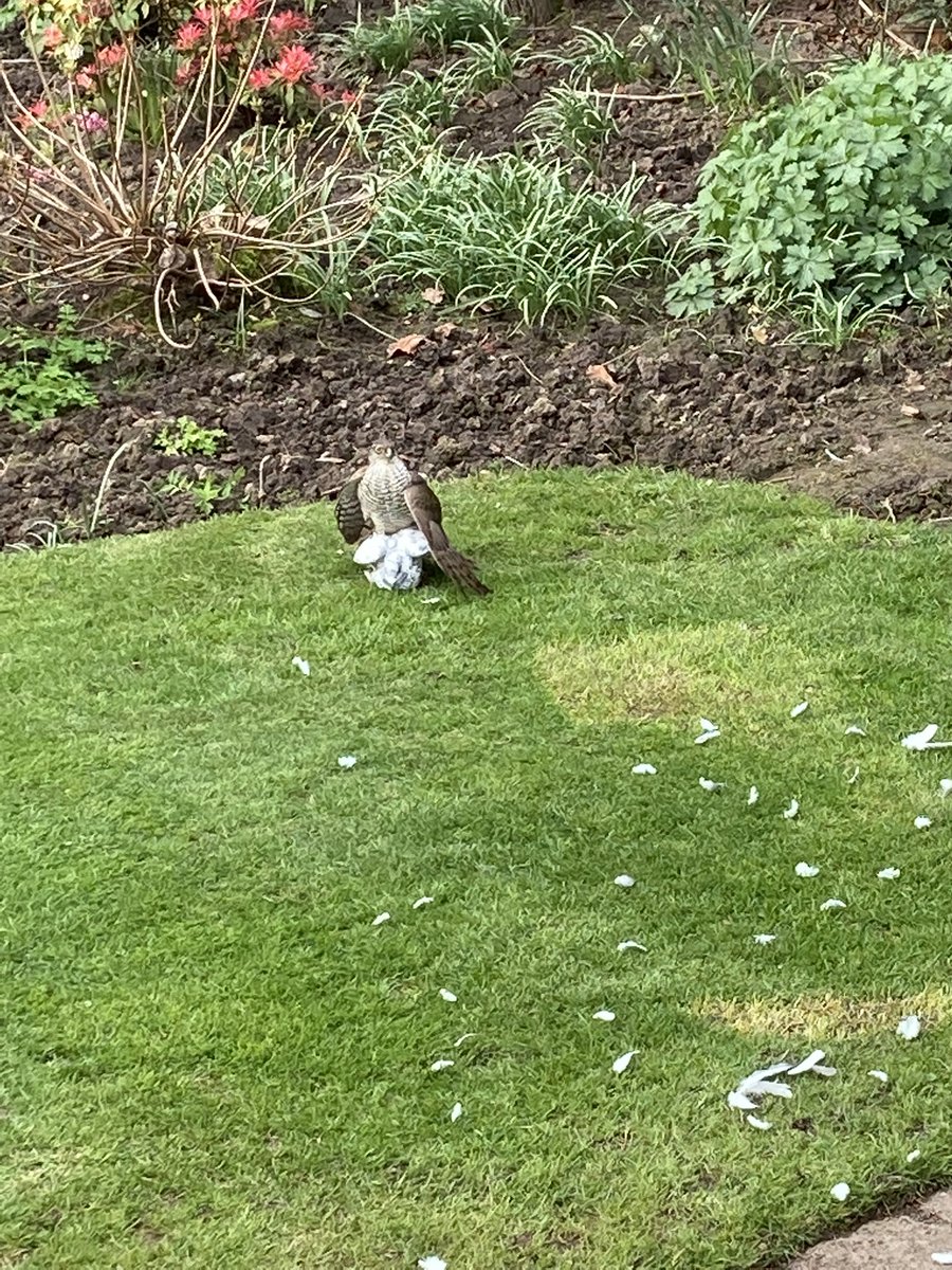 DanielDelSol's tweet image. This big old bird has just killed another bird in my garden! What is it?!