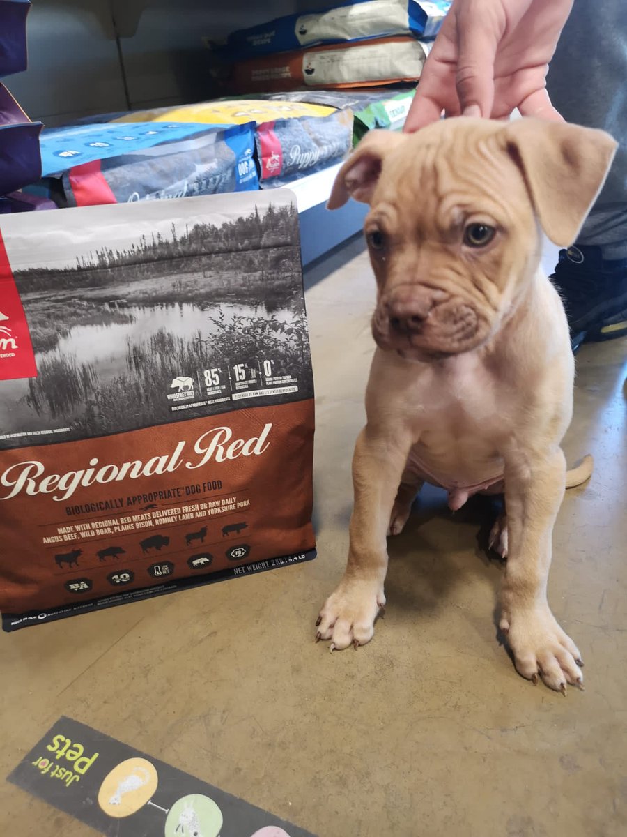Ochi 🐕 picked out some quality ORIJEN  food 
#wolverhampton #bentleybridge #wednesfield #petshop #pets #justforpetsuk #puppy #dogfood #nutrition #natural #meat #welovedogs
