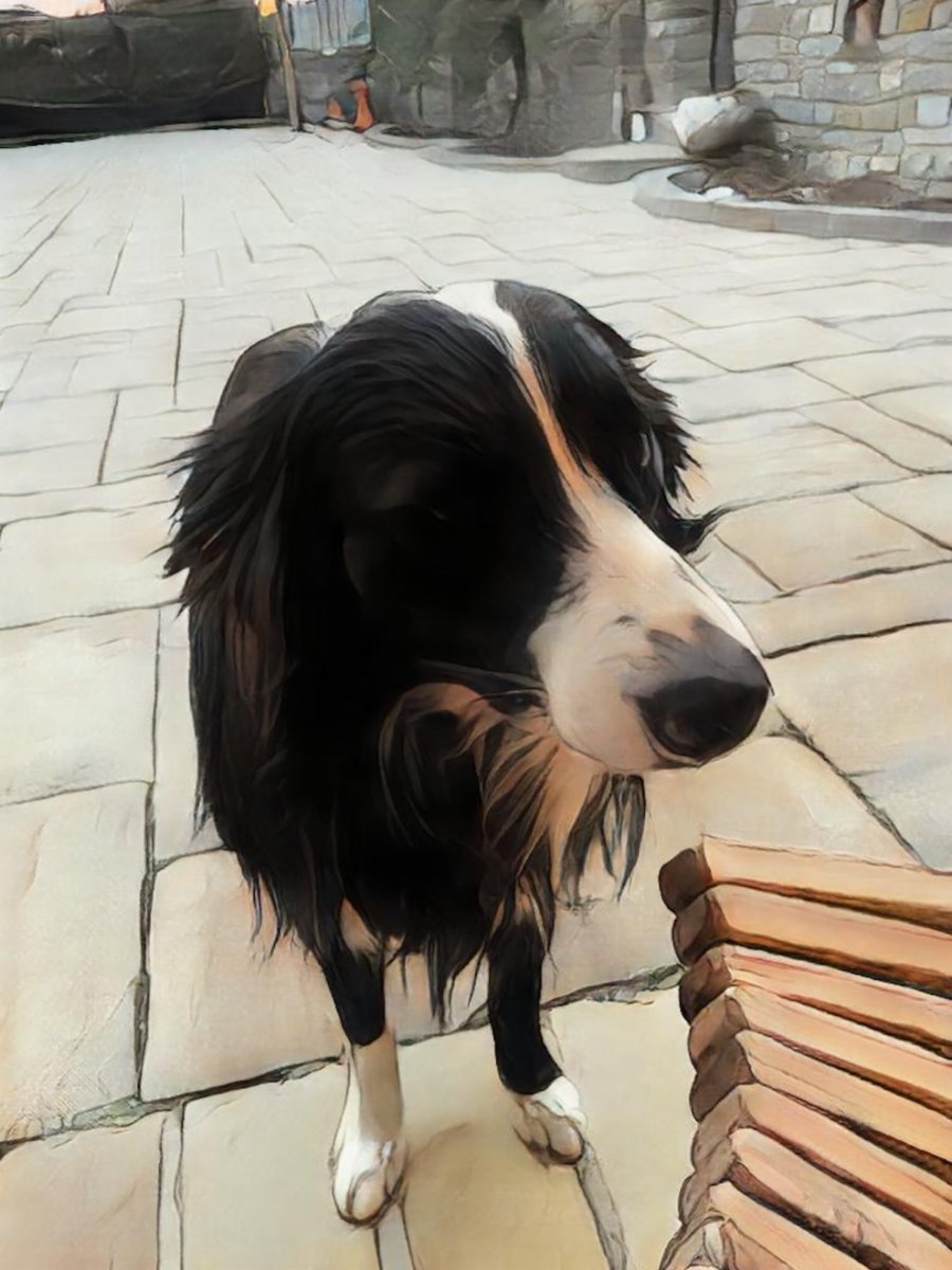 SzabolcsCibi's tweet photo. Our most loved Border collie puppy we love all🐶 https://t.co/9c9eQALWSZ #puppy #bordercollie #dog #Collie #shepper #picture #drawing #Art #etsyshop @Etsy #cute #doggie #travel #bagtag #Accessories #etsyuk https://t.co/3kXedyMtRz