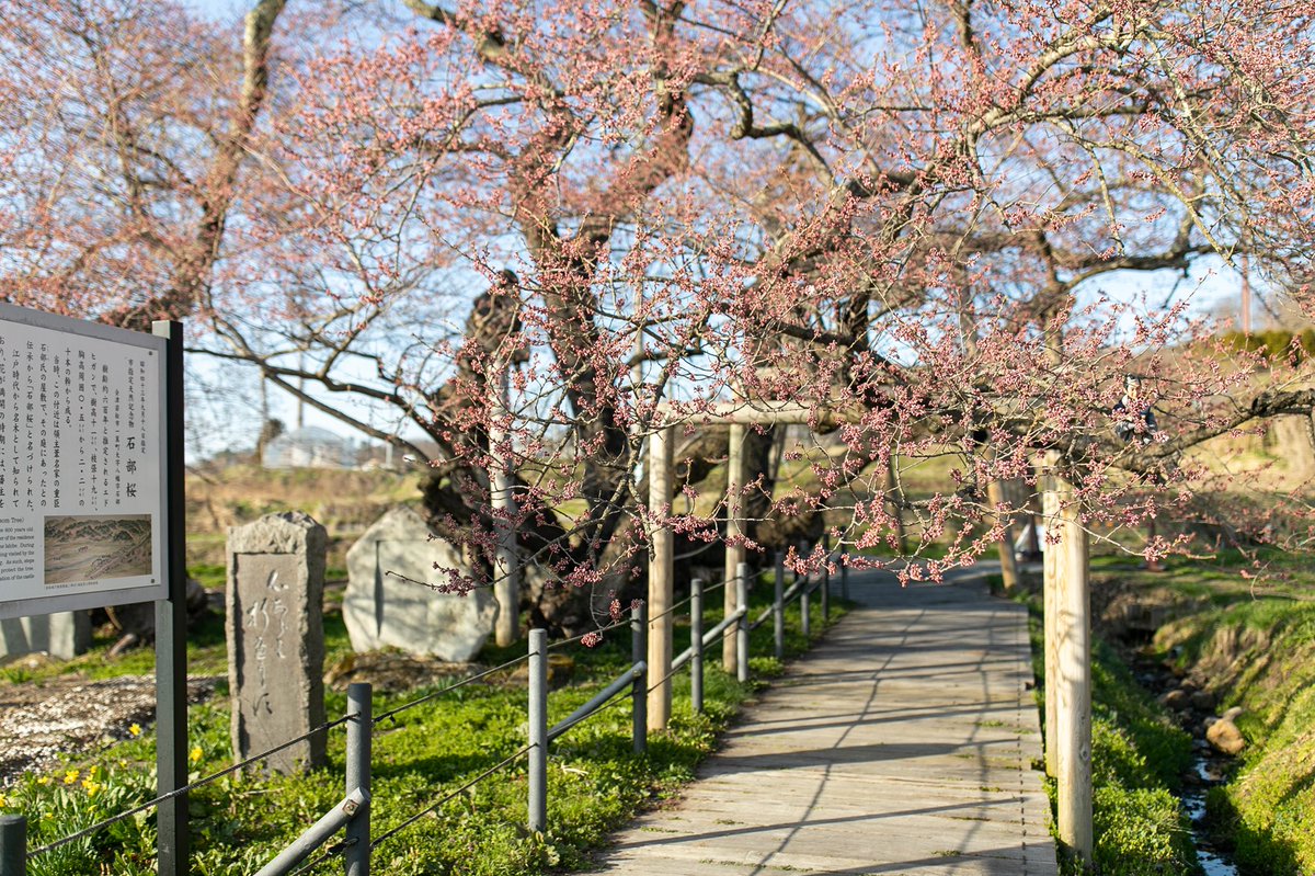 石部桜 福島県 の情報 ウォーカープラス