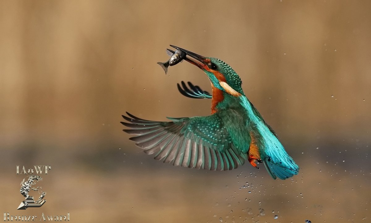 Bronze award January <a href="/DeanEades/">DEAN EADES WILDLIFE PHOTOGRAPHY</a> @Benro_UK <a href="/WildlifeMag/">BBC Wildlife</a> <a href="/UKNikon/">Nikon UK & Ireland</a> #BBCWildlifePOTD @natgeowild <a href="/iNatureUK/">iNatureUK</a> <a href="/Wildphoto4all/">Wildlife Photography for all</a> iaowp.com