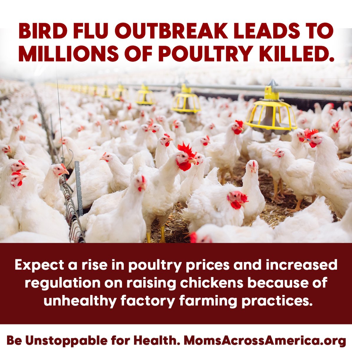 momsacross's tweet photo. Across the country, farmers have had to kill about 22 million egg-laying chickens, 1.8 million broiler chickens, 1.9 million pullet and other commercial chickens, and 1.9 million turkeys due to PCR test results showing bird flu. 23 states reported cases. https://t.co/dHRy4VeC1S https://t.co/68E1sL8Mg6