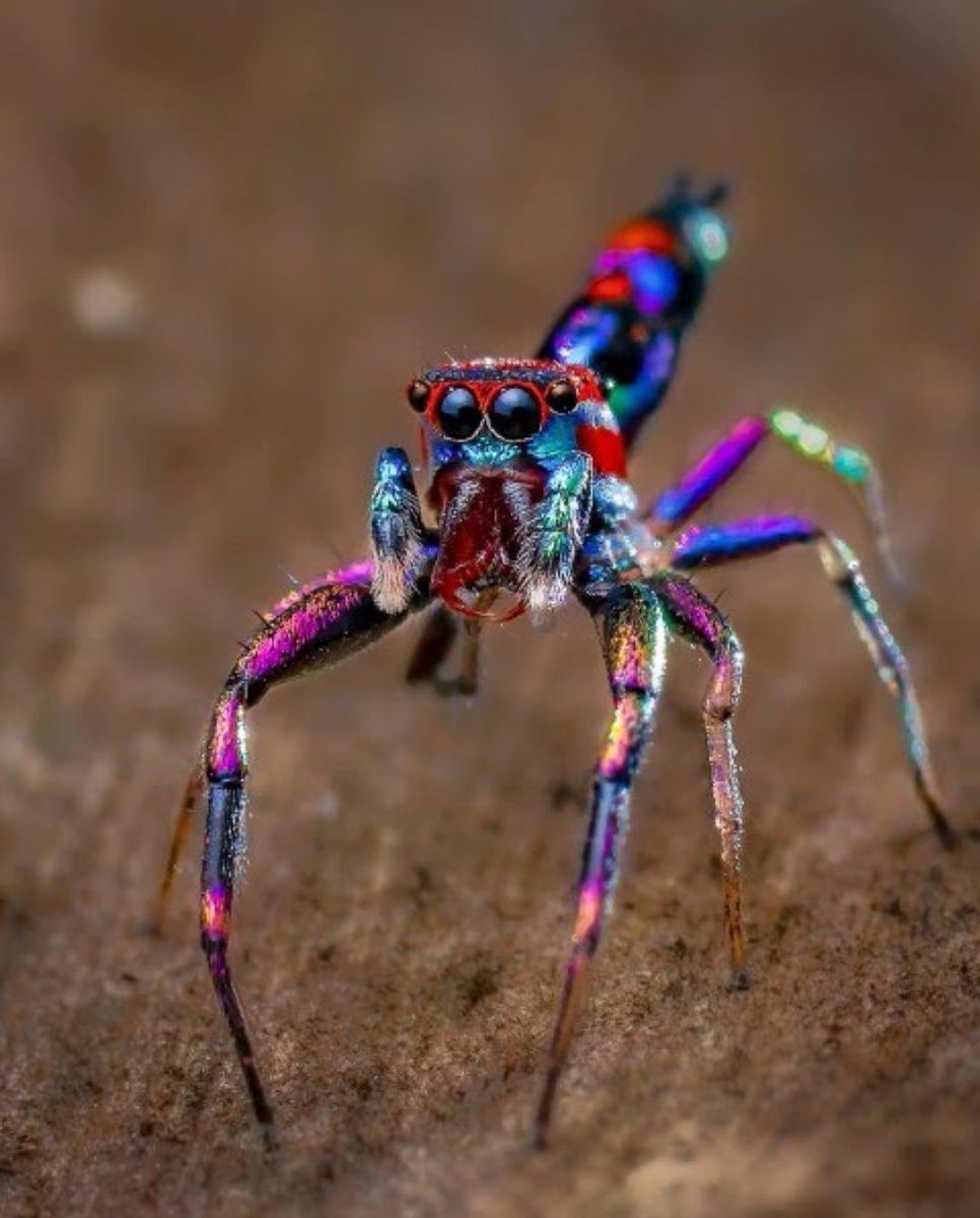 The tiny peacock spider measures just 0.3 inches (0.75cm) in length – but what it lacks in size, it makes up for in its luminous hues of pink, blue, purple, red, and orange. https://t.co/ywFh8lchzl
