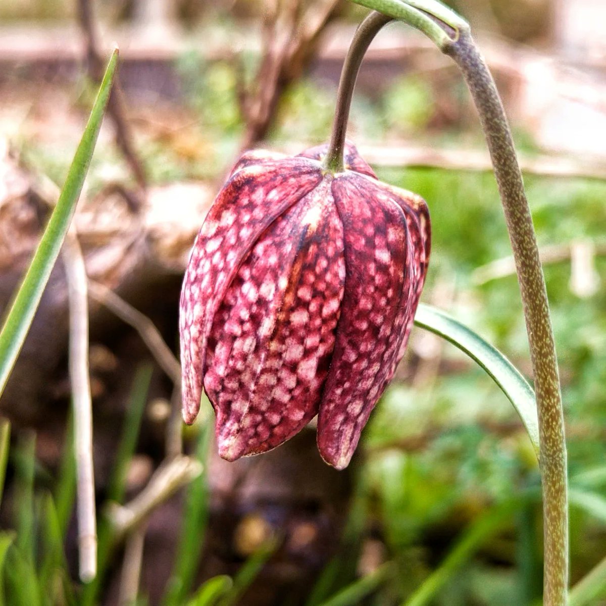 pwelbourn's tweet photo. Our first few Snakes Head Fritillaries have come up in the garden.

#flowers #GardenersWorld #GardeningTwitter https://t.co/z8sI1auYW0