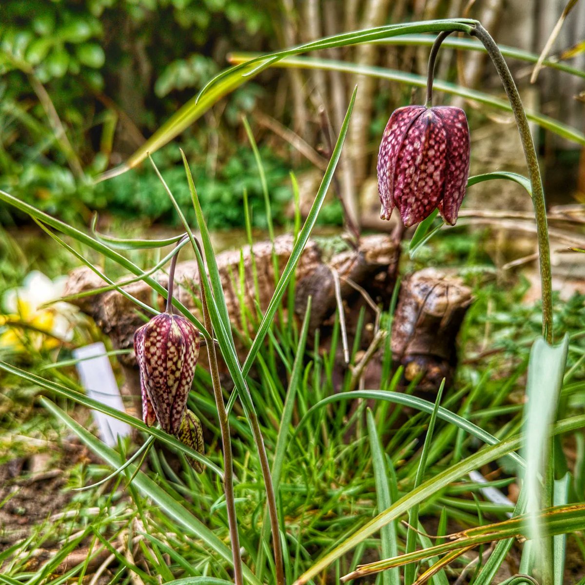pwelbourn's tweet photo. Our first few Snakes Head Fritillaries have come up in the garden.

#flowers #GardenersWorld #GardeningTwitter https://t.co/z8sI1auYW0
