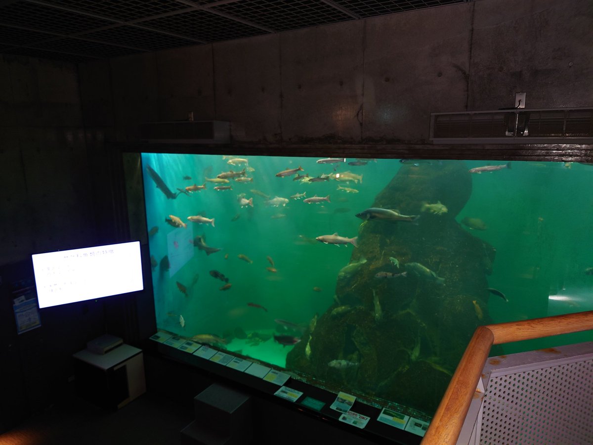 ARISAKAMigiwa's tweet photo. 今日は午後1時まで惰眠を貪ってしまったので、標津サーモン科学館へ。あらためてじっくり館内を回ると、新たな発見がある。
#標津サーモン科学館 #shibetsusalmonmuseum #日本遺産 #鮭の聖地の物語 #根室海峡一万年の道程 #エキシビションルーム #shibetsu #salmon #museum
https://t.co/FEftOubGvy https://t.co/3OxtiiOXND