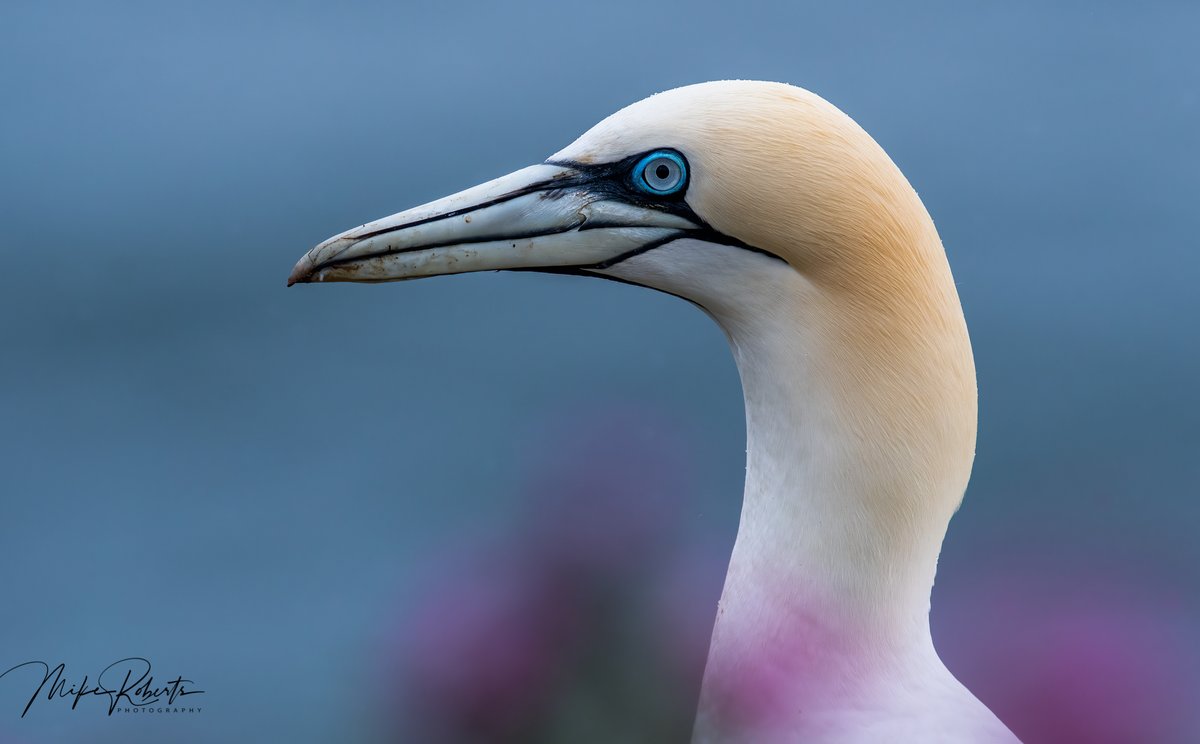 A gannet in the rain <a href="/Bempton_Cliffs/">RSPB Bempton Cliffs</a> @Benro_UK <a href="/WildlifeMag/">BBC Wildlife</a> <a href="/UKNikon/">Nikon UK & Ireland</a> #BBCWildlifePOTD @natgeowild <a href="/iNatureUK/">iNatureUK</a> <a href="/Wildphoto4all/">Wildlife Photography for all</a> iaowp.com