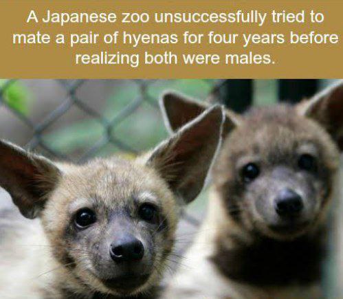 Darriuz9's tweet photo. #Breakingnews ⁉️ 😳😳

🟠It's hard to tell the difference between female and male hyenas because the females have clitorises so large, they look like penises. 

🐺In hyena societies, females 
are the leaders of the group &amp; are larger than males. https://t.co/SK8zk4TYcz