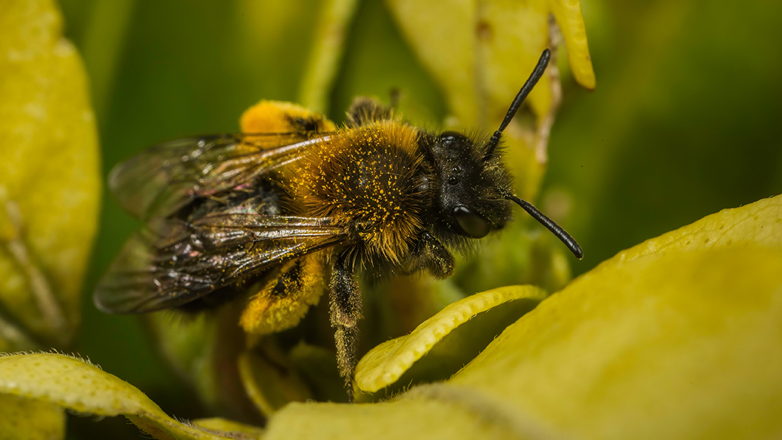 Ed_P_Wildlife's tweet photo. Pollination in action. A female mining bee (possibly Gwynne's Mining Bee - Andrena bicolor) foraging in our #Staffs garden yesterday. #Bees #SolitaryBees #Pollinators https://t.co/zorsPaUHzj