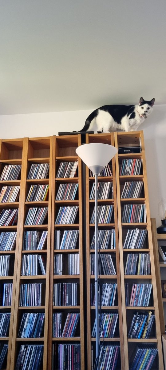 RichardIlderton's tweet photo. May need to finally fix these to the wall 😬😬
Tomato perfecting his parkor this morning while @naatbread is at work & I'm in charge for #Caturday
There is also a @thechrisbarron CD up there 😉
#Parkor #CatsOfTwitter #DiYTime https://t.co/oaD85bPAXY