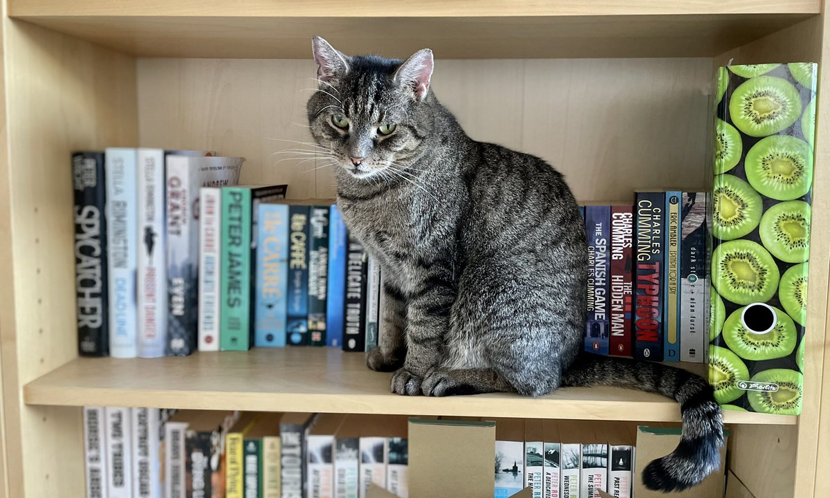 GustronautCat's tweet photo. Gustronaut the #StealthCat on the #SpyFiction shelf #CatsOfTwitter #cats #amreading https://t.co/dqOHCVXPwA