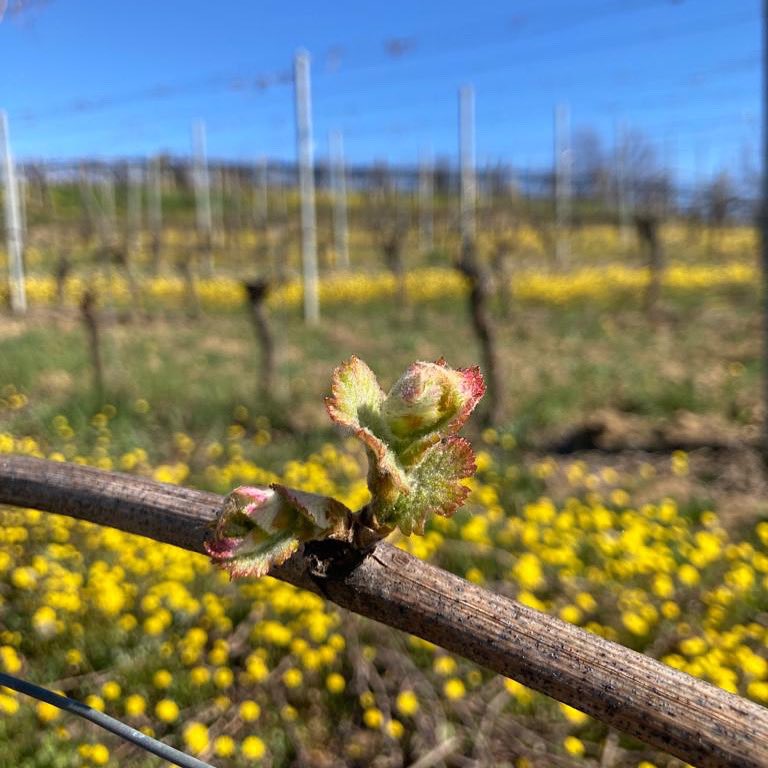 bruna_grimaldi's tweet photo. Off to #Vinitaly2022 whilst in the vineyards it’s a new beginning 🌱
In Verona we will be showing the new releases, come and see us
📍 PAD 9 Stand C13 https://t.co/lP3ZI8XVls