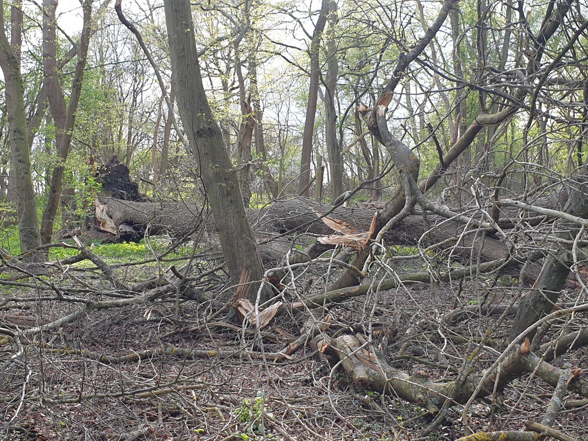 markmulligan's tweet image. Good day at @ExploreEssex  Thorndon Country Park maintaining our #NaturalFloodManagement sensors for @h2020reset. After ~3 years in the field, recording every 10mins, some of the #FreeStations are blending in with the forest. Trees down after #StormEunice, but feels like Spring.