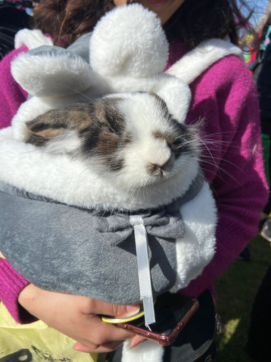 XRebellionUK's tweet photo. People are arriving to pressure for action and put a stop to oil in a #ClimateEmergency.
Will you stand by?
Or will you hop to it?
Lettuce pray the Government act now, cause it doesn't seem like they carrot at all about our future.
Yes, there's a bunny, come say hello. ๐ https://t.co/lTvmaW7ihS