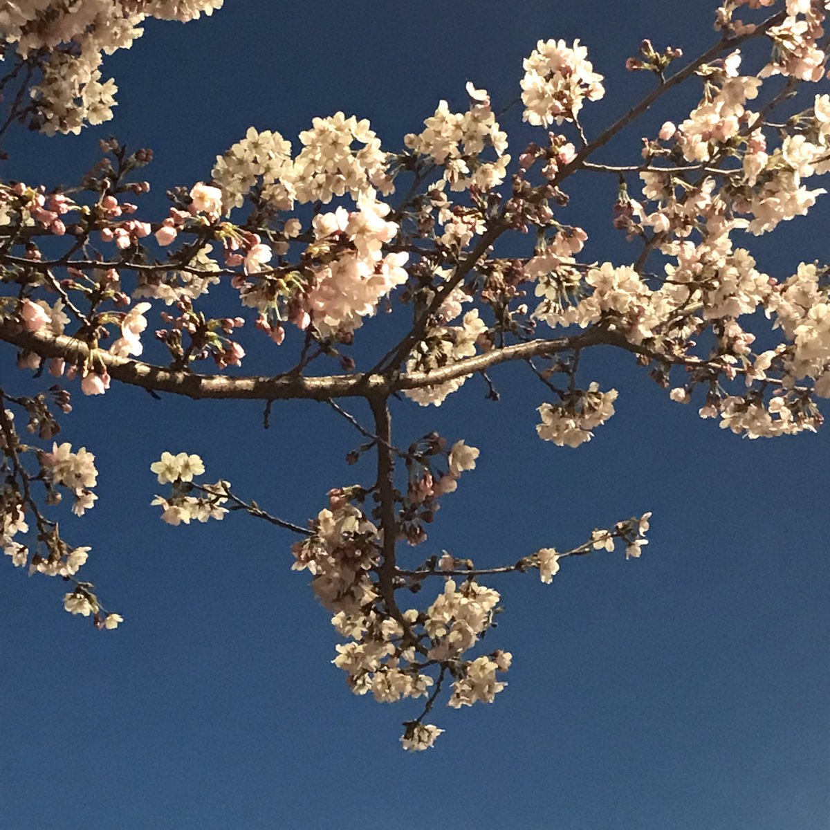 앙녕 가좍들!!! 오늘 공부하다가 집가려고 밖에 나왔는데 날씨도 넘넘 좋고 벚꽃도 짱예쁘게 펴서 기분이 엄청 좋아졌어ㅜㅠㅠ 다들 한번씩 밖에 나가서 산책하면 좋을거가타용ㅇ 그리고 못나간는 가좍들은 이 사진보고 기분 좋아지길…💛💛