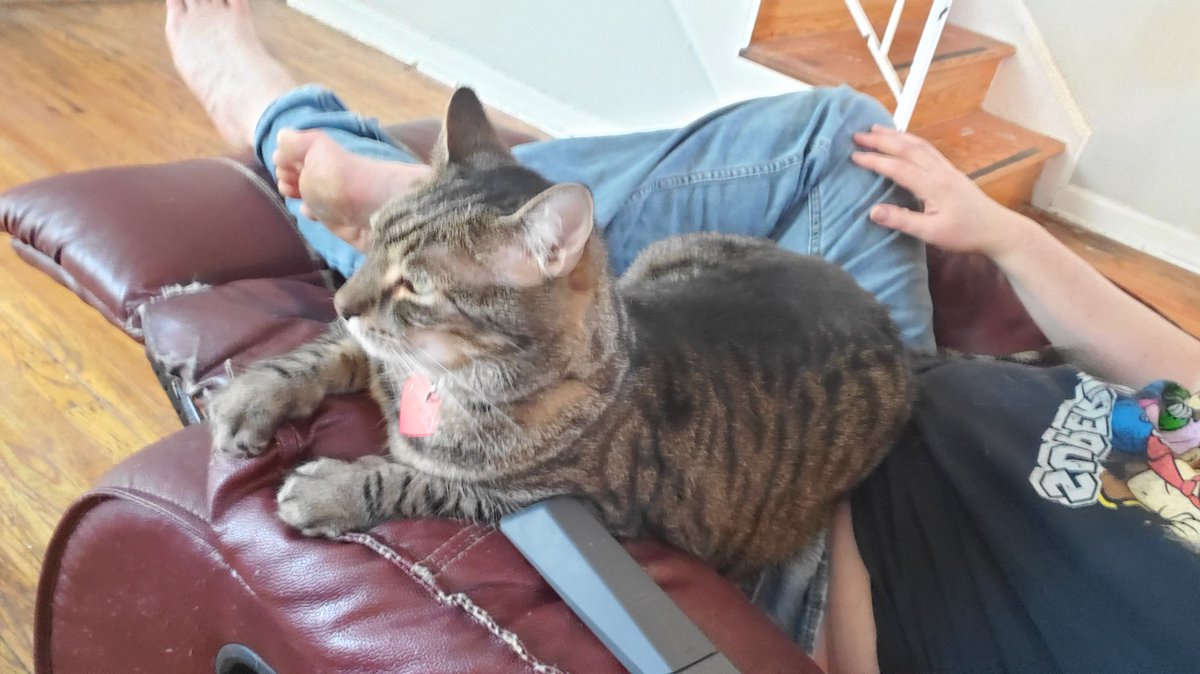Joeenergy765475's tweet photo. #Caturday 
#CatsOfTwitter 
#retweetswelcome https://t.co/7zzK9OdeFG