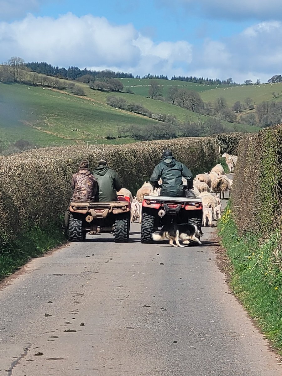 Idster65's tweet photo. Caught in the rush hour traffic #sheepjam https://t.co/LsRNQprkQz