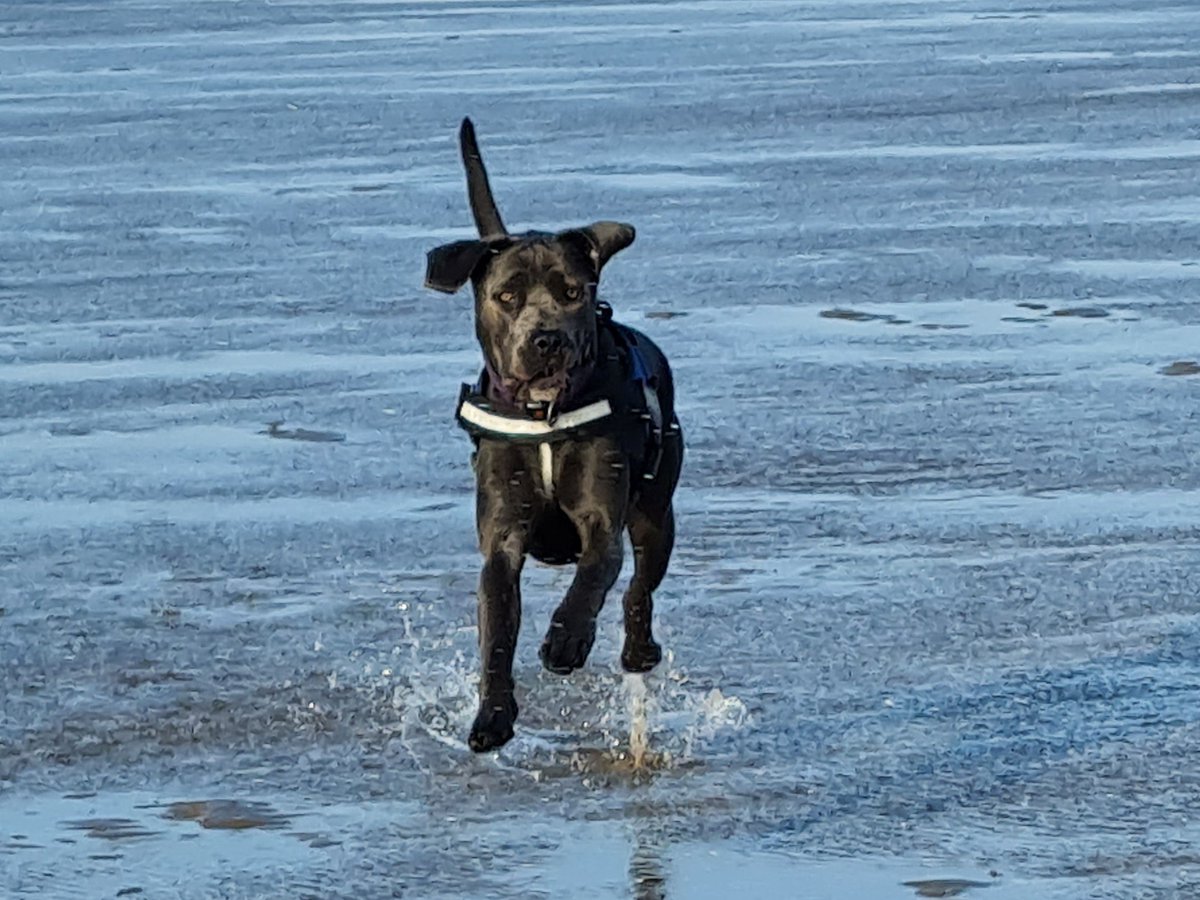 Is loves da beach.... <a href="/ScouseB/">Stan K. Sandland-Owens</a> <a href="/scouseleder/">Martin Sandland-Owens</a> #DogsofTwittter #dogs