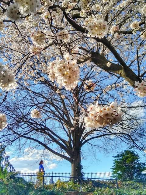 A Springtime Walk Among the Cherry Blossoms..🌴🌿🍃🍀💚💗💜💙🌼😄