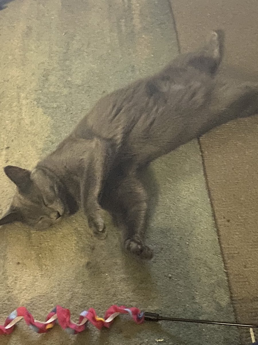 Came_ron88's tweet image. There are no cat treats to buy in the shops. The shelves are empty. Times are desperate.
#CatWorldProblems #Cat #Cats #Caturday